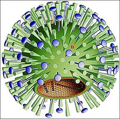 Influenza vírus 